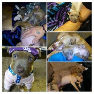 Meet your Posher, Patrick